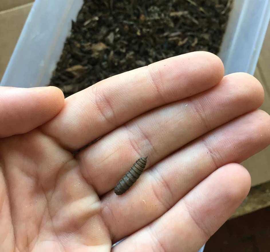 Black Soldier Fly nearing pupal stage. (Chris Hornsby, 2015)